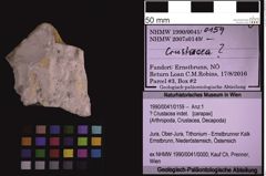 Foto (Objekt + Etiketten) von ? Crustacea indet. (NHMW-GEO-1990-0041-0159)